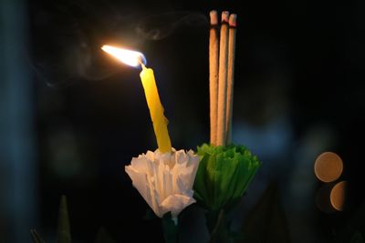 Close-up of flower against blurred background