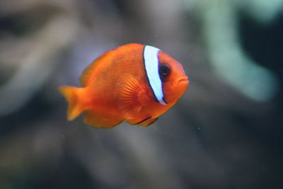 Close-up of fish swimming in aquarium