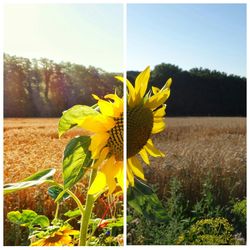 Close-up of sunflower blooming in field