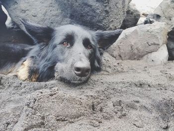 Portrait of dog relaxing on rock