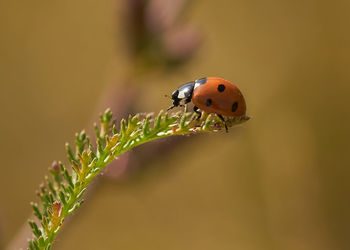 Close-up of ladybug on plant