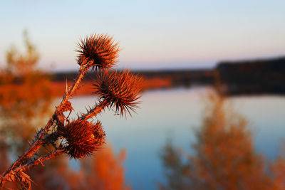 Close-up of plants against sky during sunset