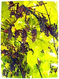 Low angle view of yellow flowers growing on tree