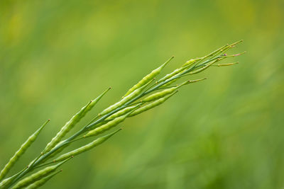 Green mustard pods growing at agriculture field