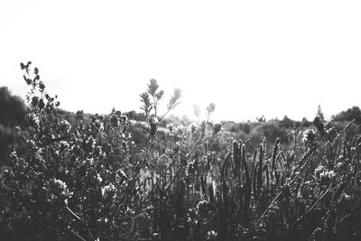 Plants growing on field against clear sky