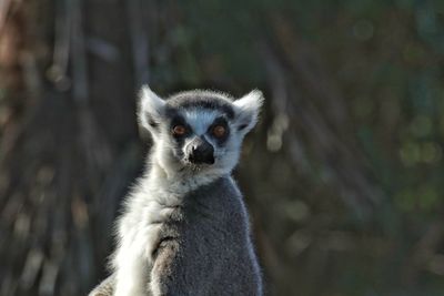 Relaxing lemur in the sun