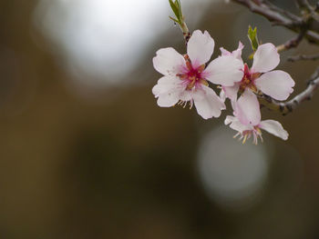 Close-up of pink cherry blossom tree