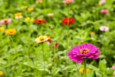 Close-up of pink flowering plants on field