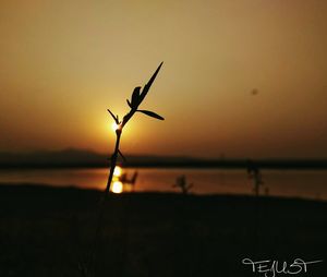 Close-up of silhouette plant against sea at sunset