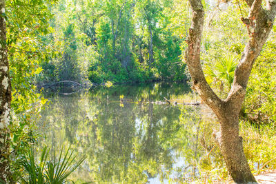 Scenic view of lake amidst trees in forest