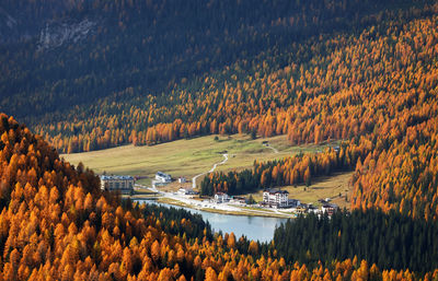 Scenic view of forest during autumn