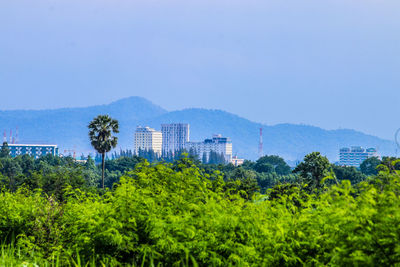 Trees and plants growing in city against clear sky