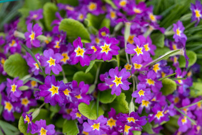 Close-up of purple flowering plants