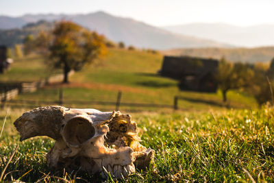 European ram skulls in grass