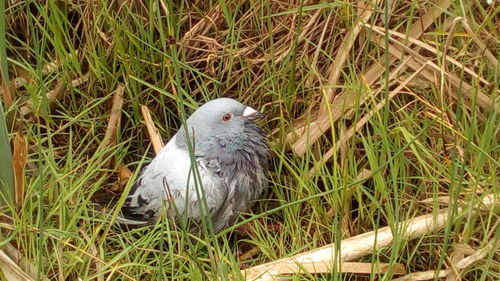 High angle view of bird perching on grass