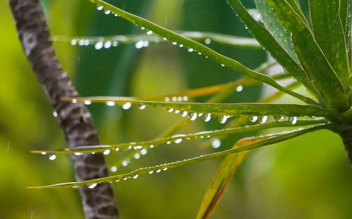 Close-up of water drops on plant