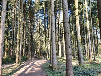 Trees growing in forest