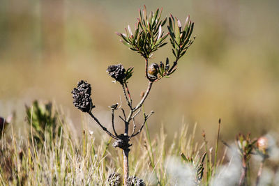 Close-up of wilted plant on field