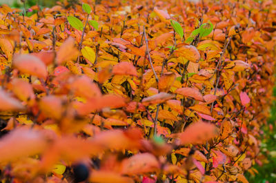 Close-up of maple leaves on plant during autumn