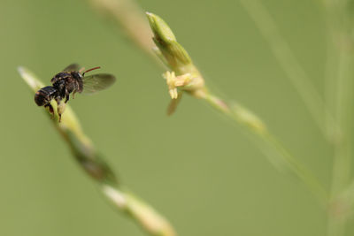 Close-up of bee on plant