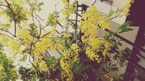 Low angle view of yellow flowers