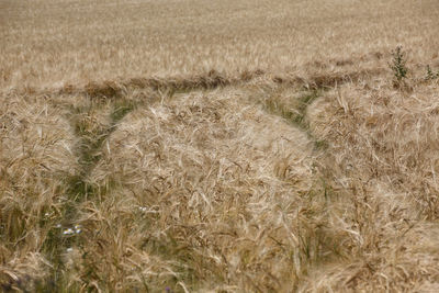 Full frame shot of wheat field