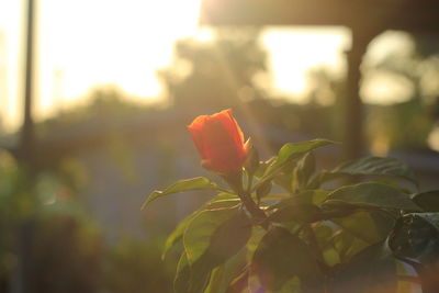 Close-up of flowering plant