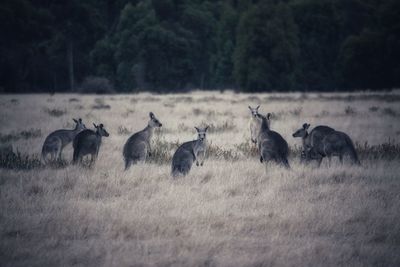 Mob of kangaroos in a field