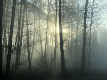 Sunlight streaming through trees in forest