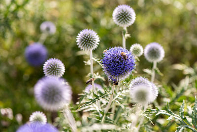 Close-up of purple flowering plant on field