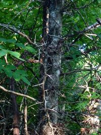 Low angle view of tree in forest