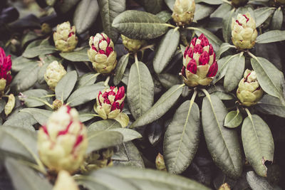 Close-up of red roses on plant