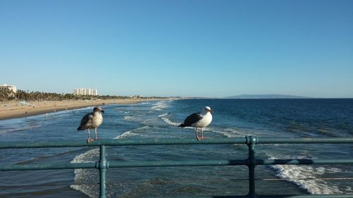 Seagulls perching on railing against sea at beach