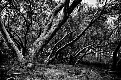 Trees in forest