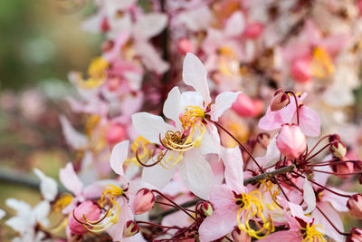 Close-up of pink cherry blossoms