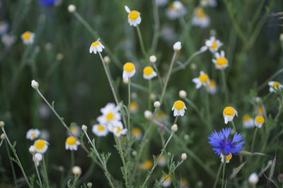 Close-up of yellow flowers on field