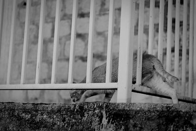 Side view of a squirrel