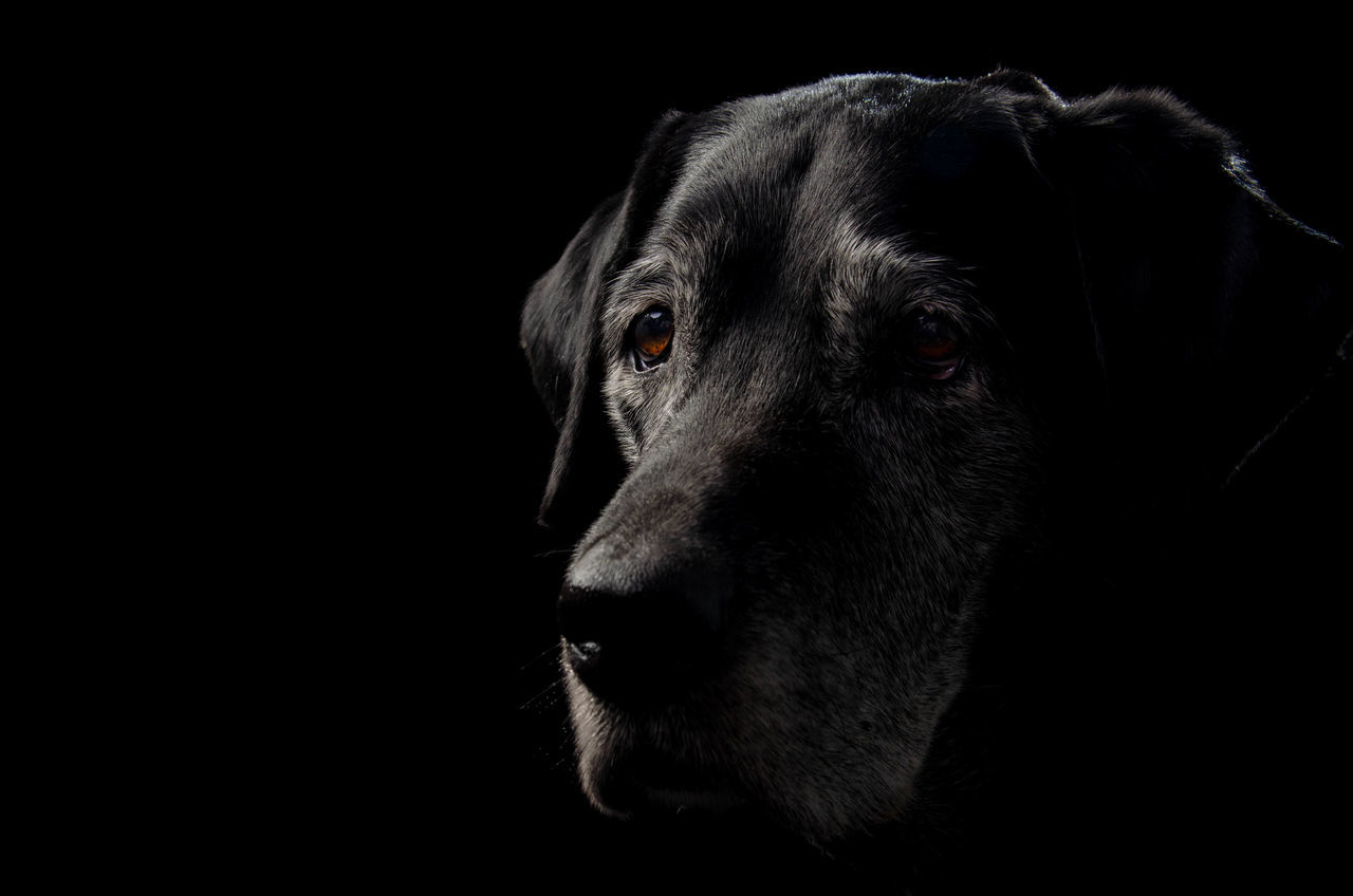 CLOSE-UP OF BLACK DOG