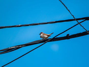 Low angle view of bird perching on cable against clear blue sky