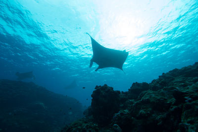 Low angle view of stingrays swimming in sea