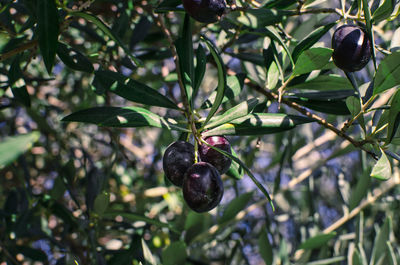 Close-up of berries growing on tree