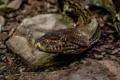 Close-up of python on land 