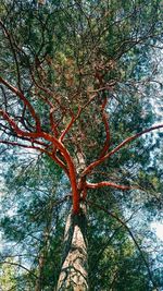 Low angle view of tree