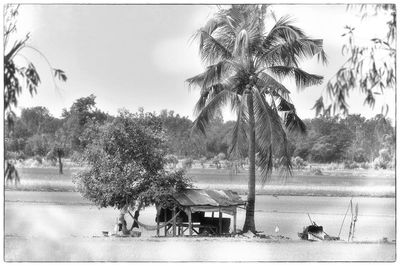 People by palm trees against sky