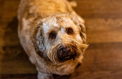 Portrait of dog on hardwood floor