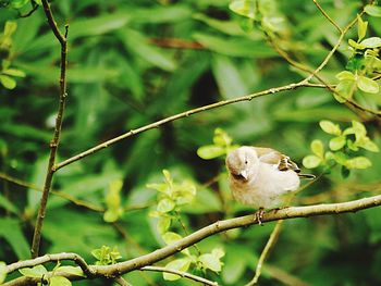 Bird perching on branch