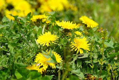 Close-up of yellow flowering plants on field