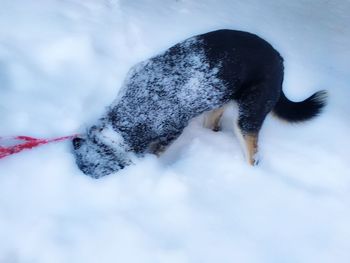 Close-up of dog during winter