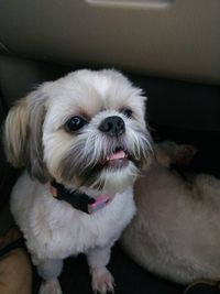 Portrait of dog sitting at home