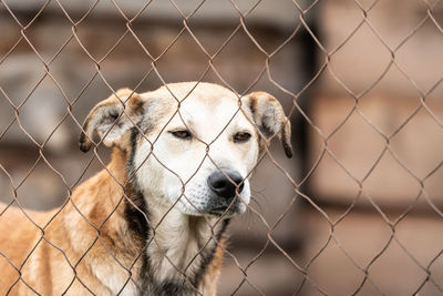 Dog looking through chainlink fence